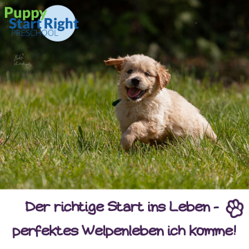 PuppyStartRight Titelbild