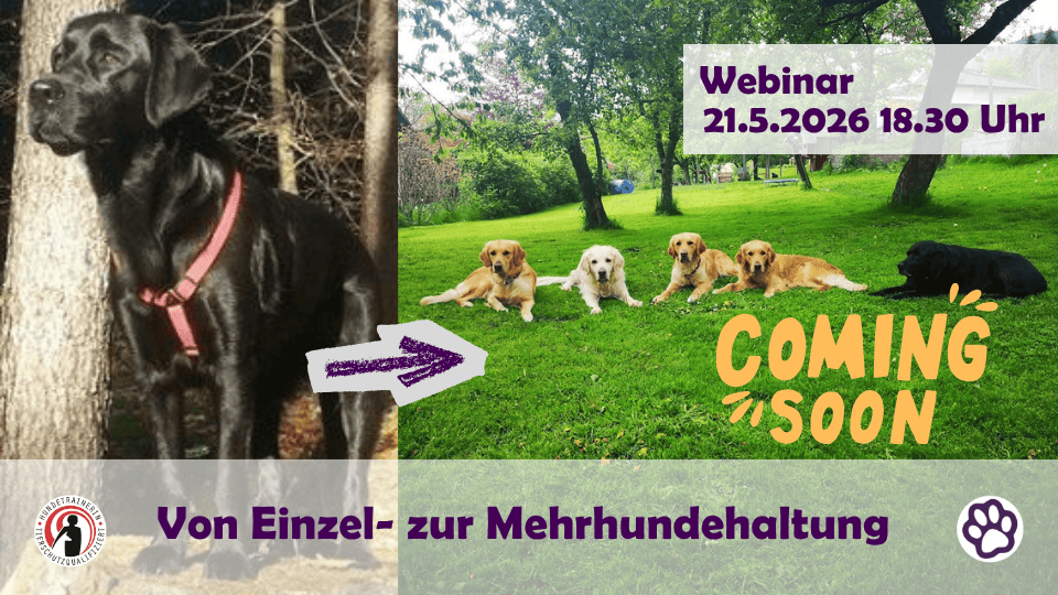Von der Einzelhundehaltung zur Mehrhundehaltung