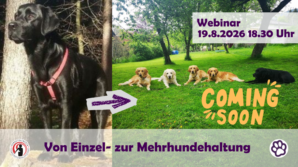 Von der Einzelhundehaltung zur Mehrhundehaltung
