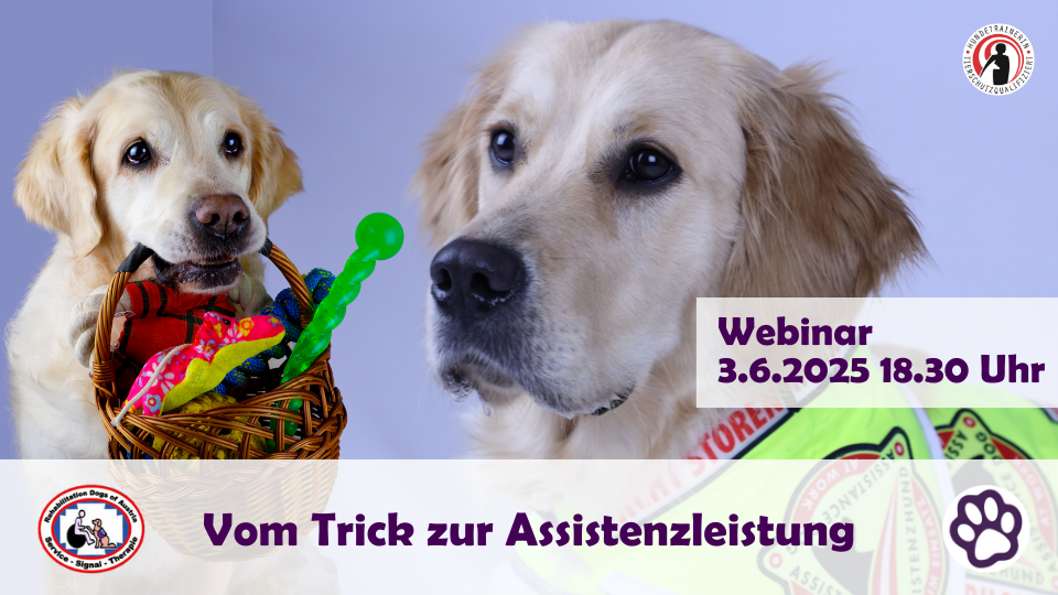 Vom Trick zur Assistenzleistung